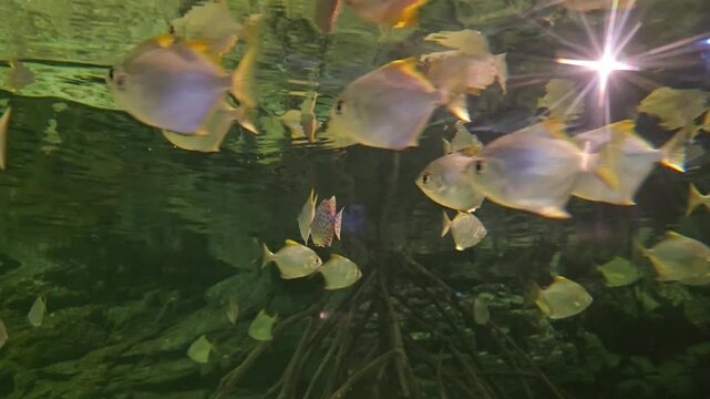 Group of Silver pomfret, Pampus argenteus, swimming underwater in mangrove.