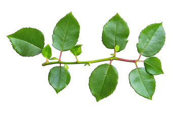 Fototapeta premium A Close-up Of A Green Rose Stem With Leaves Isolated On A Transparent Background The Stem Is Thin And Has Several Small Thorns The Leaves Are A Bright Green And Have A Slightly Serrated Edge Perfect F