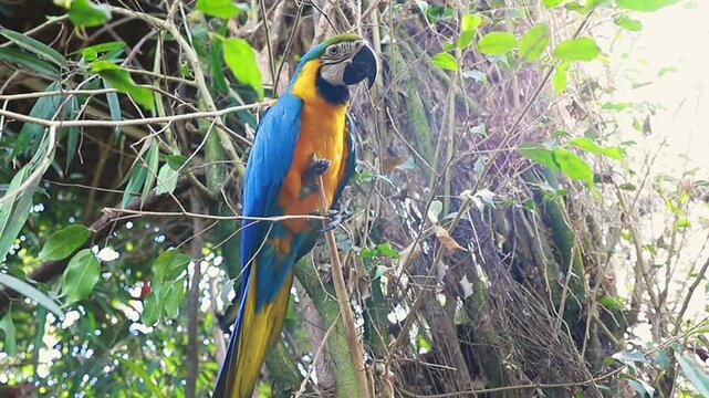 Blue and Gold Macaw Bird on Branch, Wildlife Nature Footage