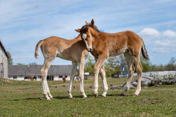  Two Foals Hugging in Pasture – Adorable Young Horses Showing Affection on a Sunny Spring Day at...