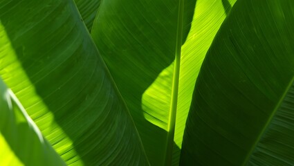 Close up view of vibrant green leaves with sunlight shining through the foliage