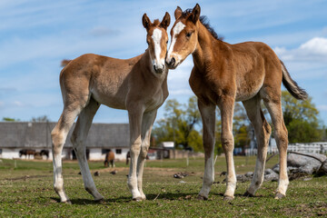  Two Foals Standing Close Together on a Farm Pasture &ndash; Tender Moment Between Young Horses in Spring