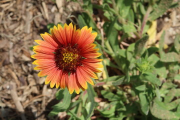 Beautiful yellow and orange Blanket Flower 