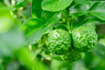 Fototapeta premium Bergamot, Fresh green bergamot fruit hanging from branch. bergamot tree garden and healthy food concept, group of bergamot,Bergamot medicinal plants with many