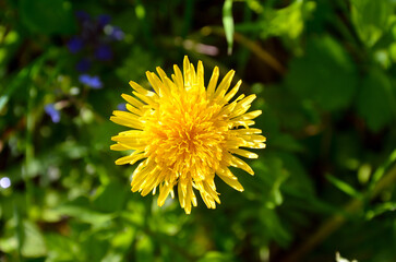 dandelion on green grass
