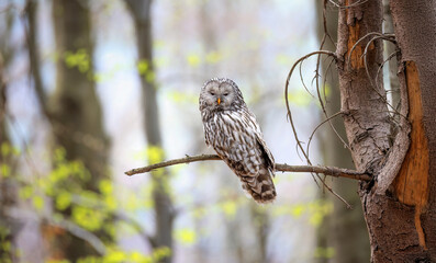 Strix uralensis sits on a branch and looks at the prey.