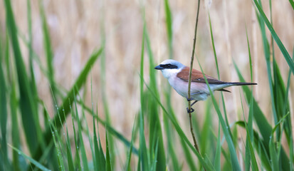 Red backed Shrike Lanius collurio young bird sitting on thistle with green grasshopper in the beak.