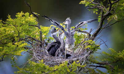 Egretta garzetta she watches over her young on the nest and waits for feeding.