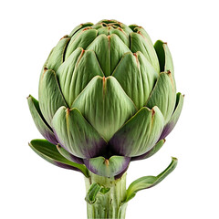 Artichoke: Unveiling the Beauty of a Closed Bud, showcasing its Intricate Green and Purple Hues with Remarkable Detail; A Close-Up Study of Botanical Wonders.
