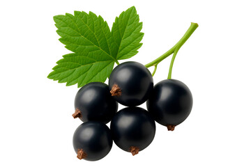 Fototapeta premium black currant isolated on white background