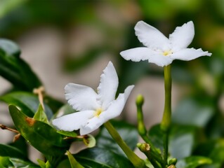 Delicate White Flowers with Bright Green Leaves in a Natural Outdoor Setting at Summer Sunshine