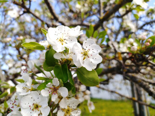 Delicate pear blossoms in full bloom, showcasing the beauty of spring.  A closeup view emphasizes the intricate details of the flowers and their vibrant petals.