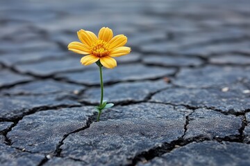 Yellow flower growing through cracked pavement in an urban setting during daylight
