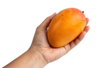 A hand holding a ripe orange and red mango fruit