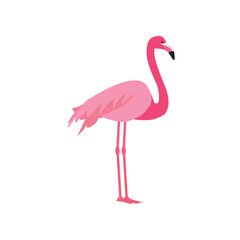 Pink flamingo vector illustration isolated on white background.