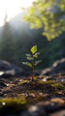 Young plant growing sunlight nature environment ecology