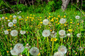 field of yellow dandelions