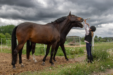 Two brown horses against a cloudy sky