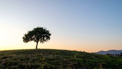 Solitary tree on a hill at sunset. Serene landscape.
