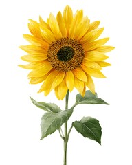 Obraz premium A cheerful watercolor sunflower, perfect for summer designs and nature-inspired prints.