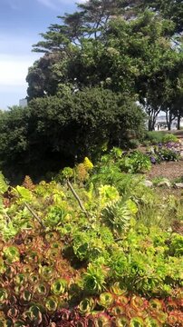 Marina Green in San Francisco shows vibrant succulents and flowers