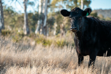 Australian wagyu cows grazing in a field on pasture. close up of a black angus cow eating grass in...