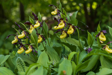 Obraz premium Beautiful rare flower orchid Slipper orchid - Cypripedium calceolus in the wild