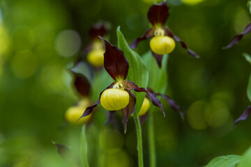 Beautiful rare flower orchid Slipper orchid - Cypripedium calceolus in the wild