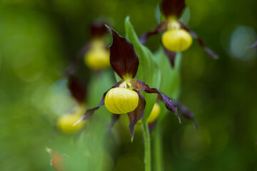 Obraz premium Beautiful rare flower orchid Slipper orchid - Cypripedium calceolus in the wild