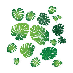 Tropical monstera leaves on white background 