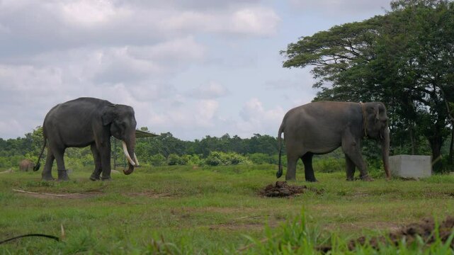 two Sumatran elephant (Elephas maximus sumatranus) walking in Way Kambas National Park Lampung Indonesia