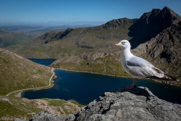 a seagull on the top of the tallest mountain in wales