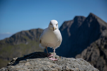 a seagull on the top of the tallest mountain in wales