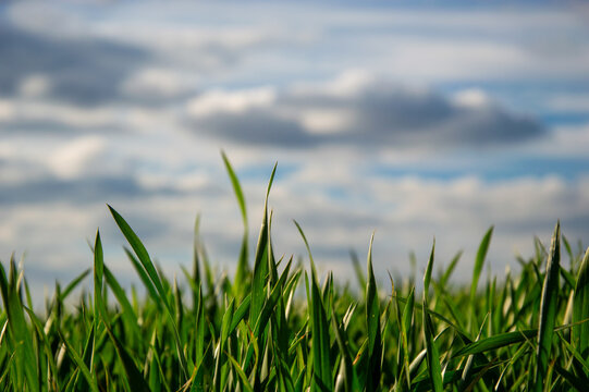 Lush young wheat plants rise from the ground beneath a dramatic sky filled with clouds, capturing the essence of spring's growth