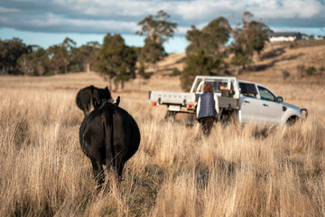 Obraz premium female farmer testing soil on a farm. agronomist checking plant crop health and soil science on a cow farm