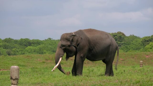 Sumatran elephant (Elephas maximus sumatranus) in the savanna at Way Kambas National Park Lampung Indonesia