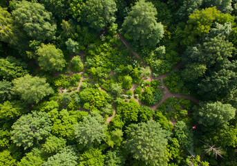 Naklejka premium Forest pathways aerial view