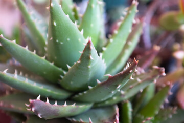 Fototapeta premium Close-up of Aloe Succulent Plant with Other Succulents