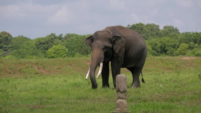 Sumatran elephant (Elephas maximus sumatranus) in the savanna at Way Kambas National Park Lampung Indonesia