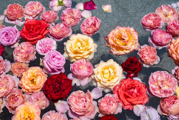 横須賀2505　ヴェルニー公園8　バラ