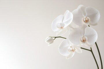 Obraz premium Delicate white orchids in soft light