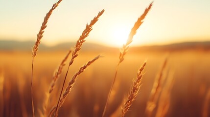 Fototapeta premium Golden hour wheat field with warm, cinematic bokeh