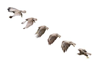 sequence of wing beats of a bird in flight common buzzard on white isolated background