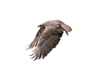 Common Buzzard in flight isolated on white background