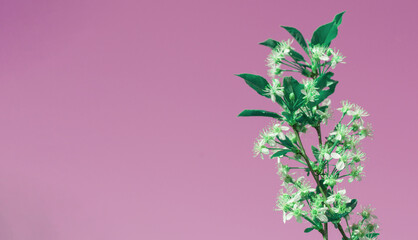 Banner with copy space on the left, one cherry blossom branch on a pink background