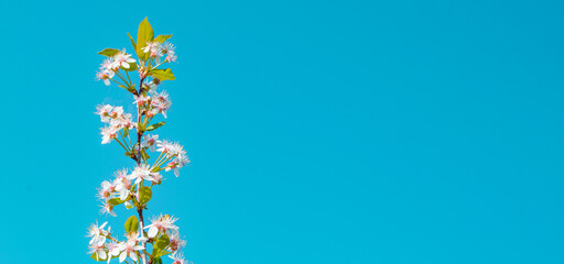 Banner with copy space to the right, a single cherry blossom branch against a blue sky background