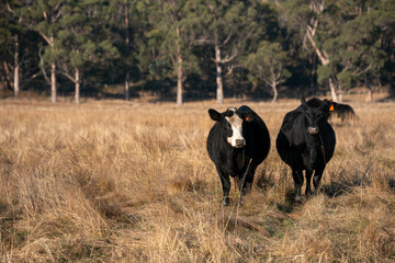 Australian wagyu cows grazing in a field on pasture. close up of a black angus cow eating grass in...