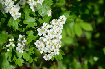 Hawthorn (Crataegus oxyacantha) bloom close up