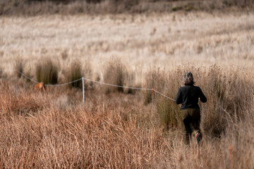 female farmer reeling up Temporary electric fence with reels and polywire on a rotational grazing cattle on a agricultural farm