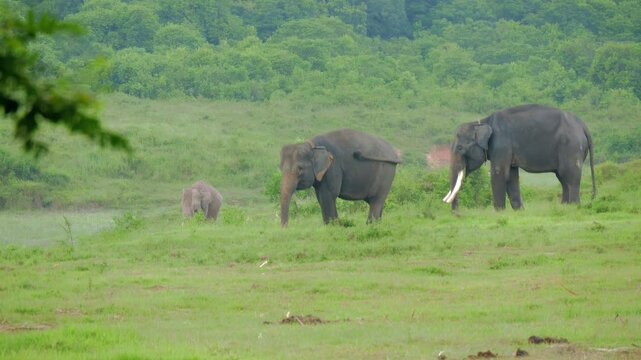 Sumatran elephant (Elephas maximus sumatranus) family eating grass in Way Kambas National Park Lampung Indonesia